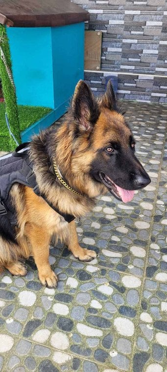 German Shepherd Dogs For Mating In Madurai