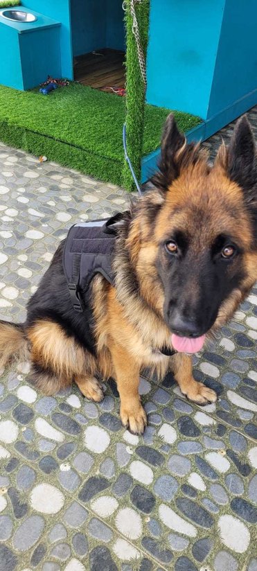 German Shepherd Dogs For Mating In Madurai