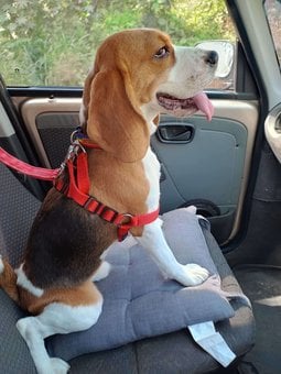 Beagle Dogs For Mating In Bangalore