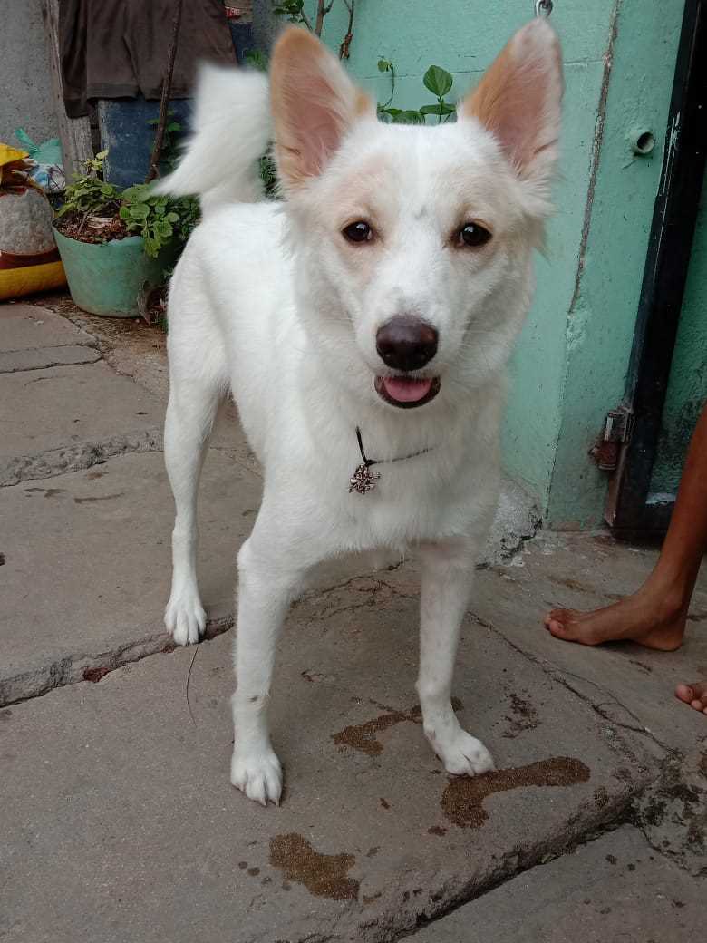 Pomeranian Dogs For Mating In Bangalore