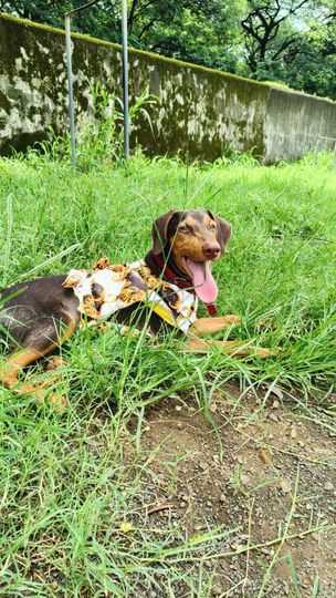 Doberman Dogs For Mating In Pune
