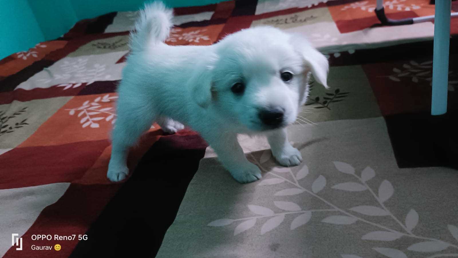 Pomeranian For Sale In Patna