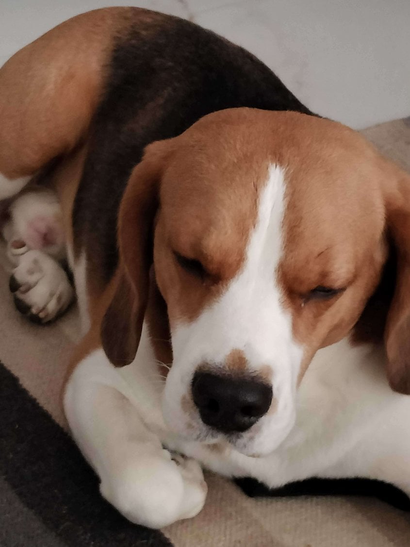Beagle Dogs For Mating In Hyderabad