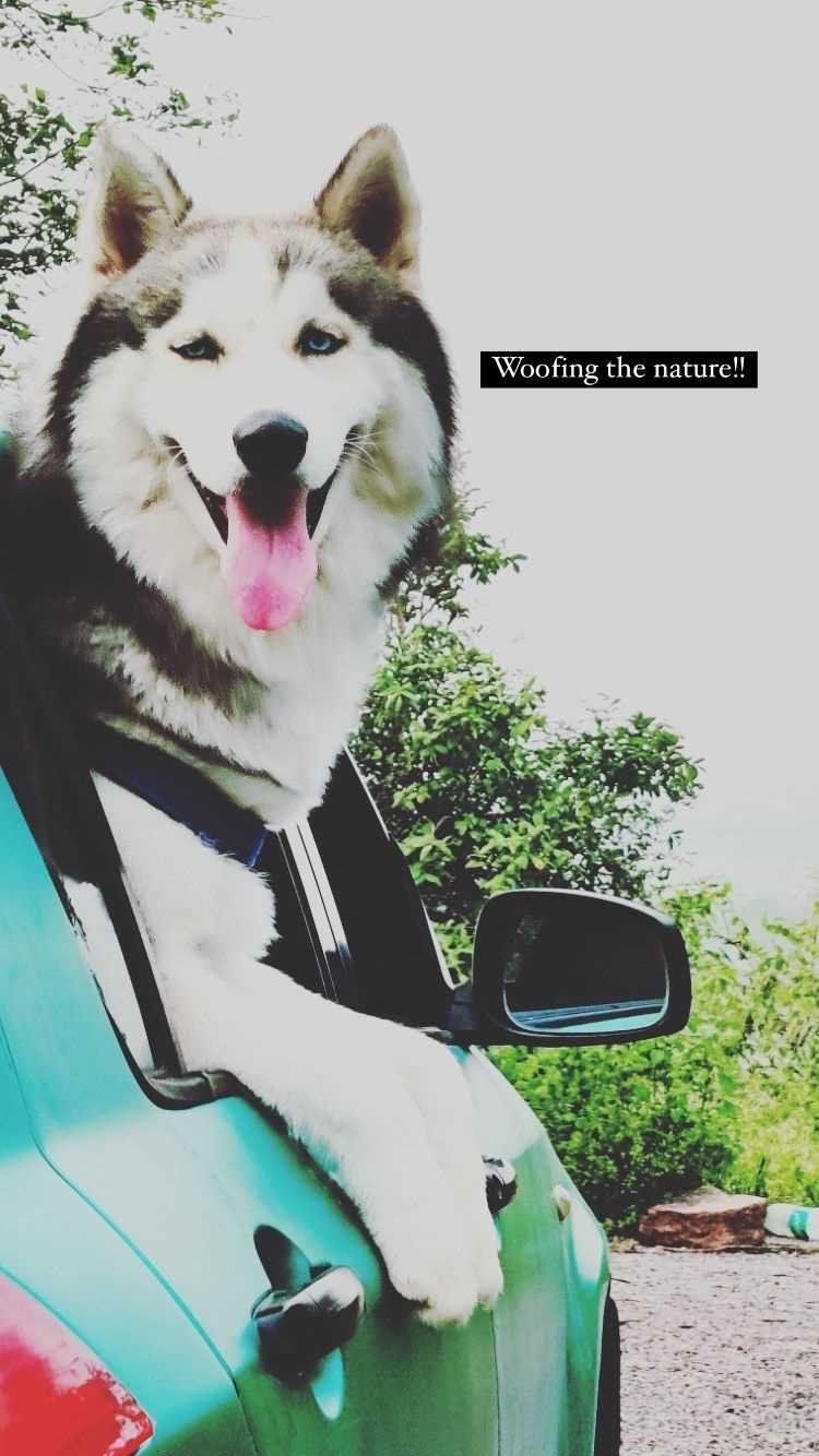 Siberian Husky Dogs For Mating In Hyderabad