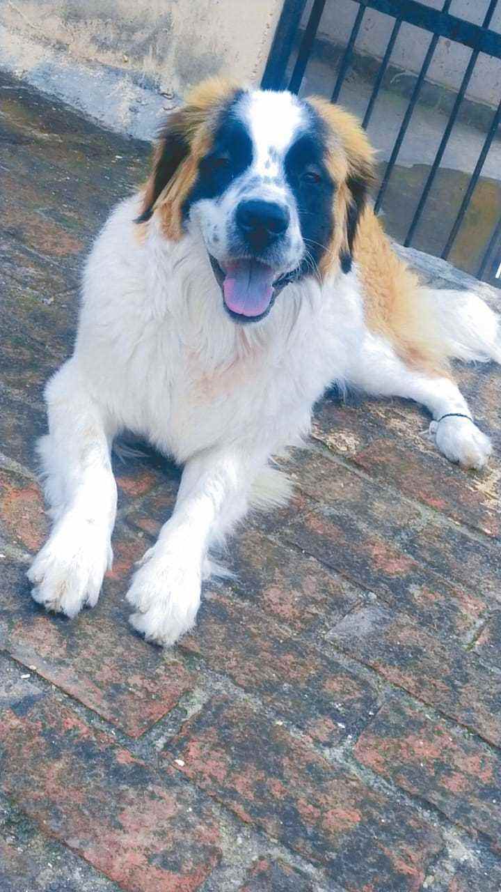 Saint Bernard Dogs For Mating In Delhi