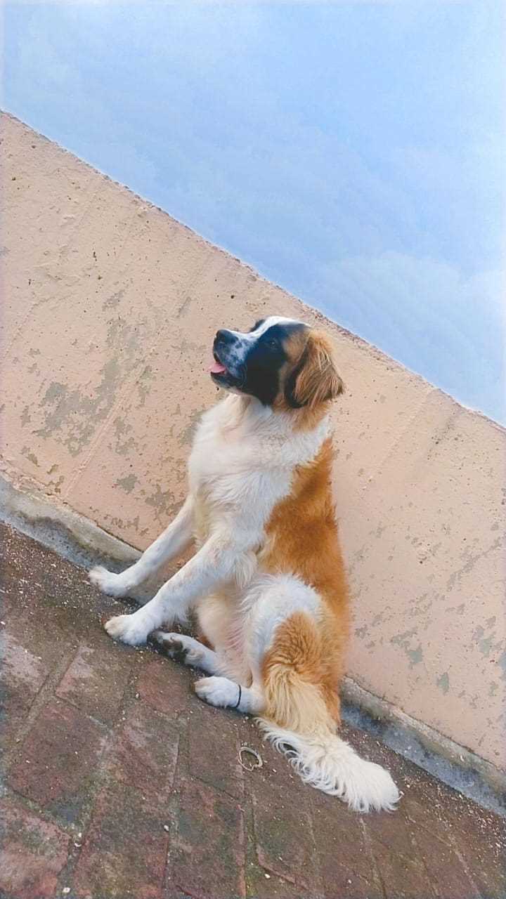 Saint Bernard Dogs For Mating In Delhi