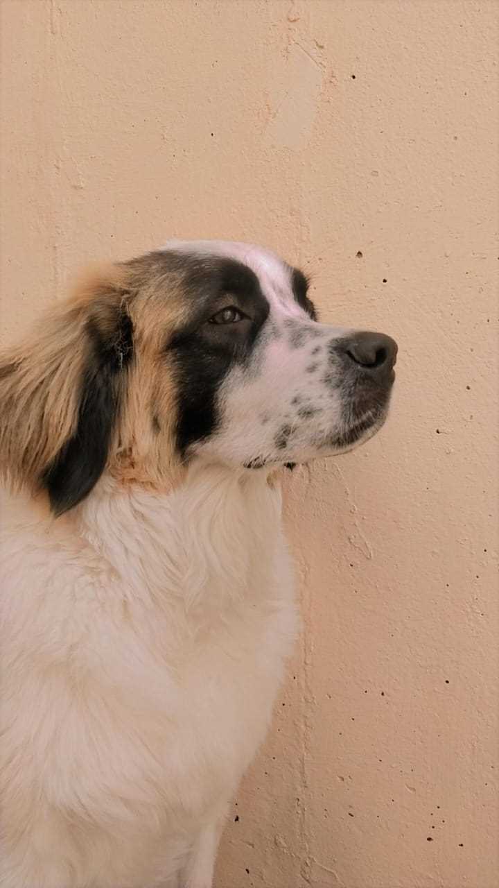 Saint Bernard Dogs For Mating In Delhi