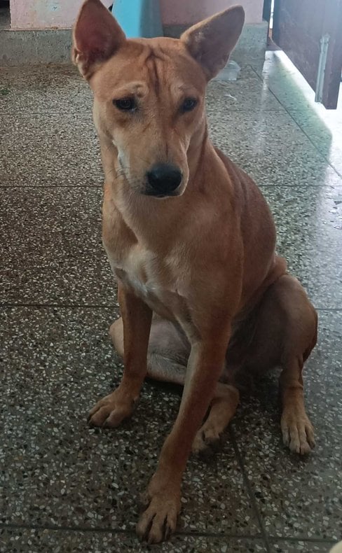 Indian Breed For Adoption In Tirupati