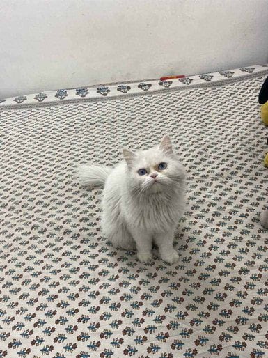 Persian For Adoption In Jaipur