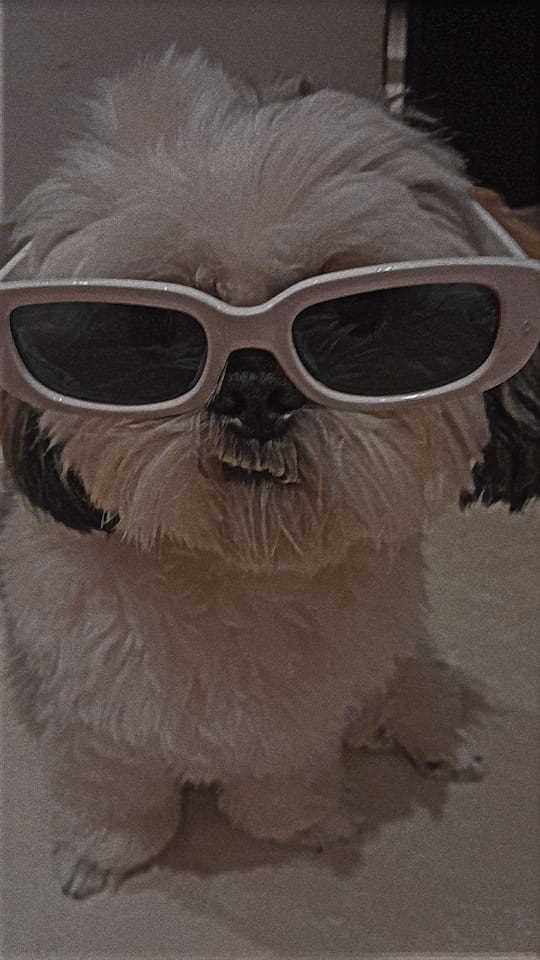 Shih Tzu Dogs For Mating In Jaipur