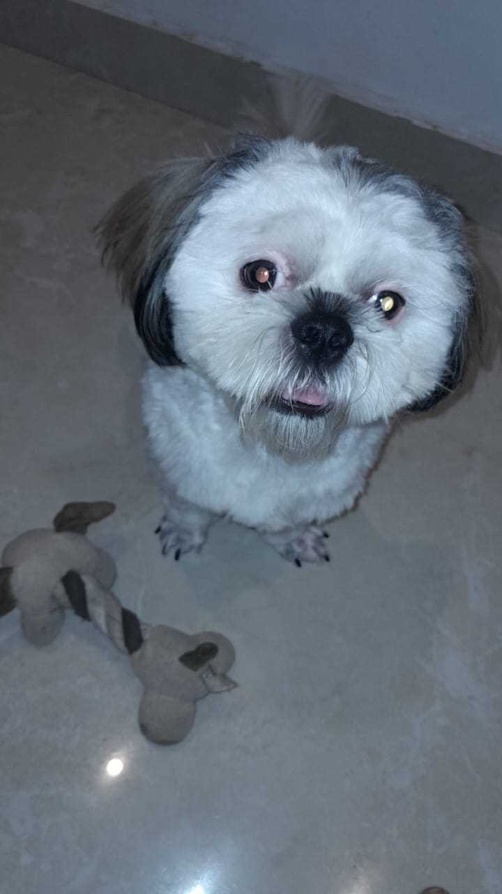 Shih Tzu Dogs For Mating In Jaipur