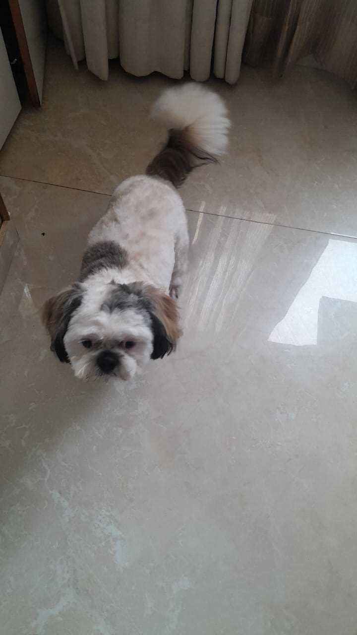 Shih Tzu Dogs For Mating In Jaipur