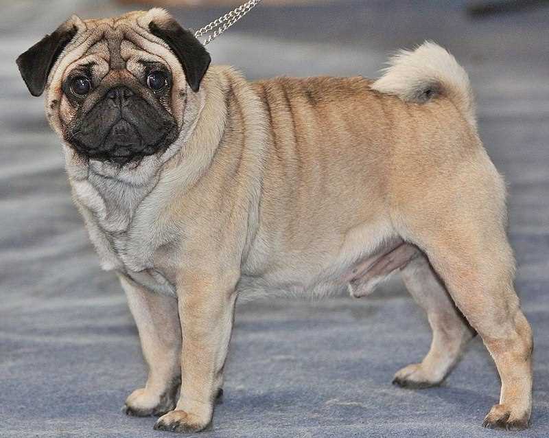 Pug For Sale In Margao
