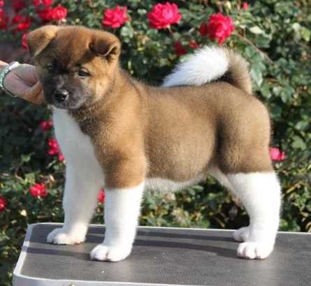 Akita For Sale In Delhi