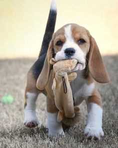 Beagle For Sale In Kochi