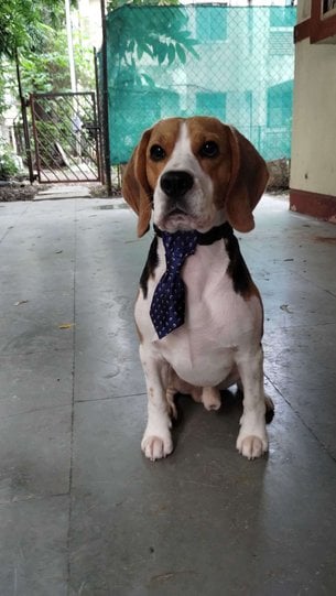 Beagle Dogs For Mating In Pune