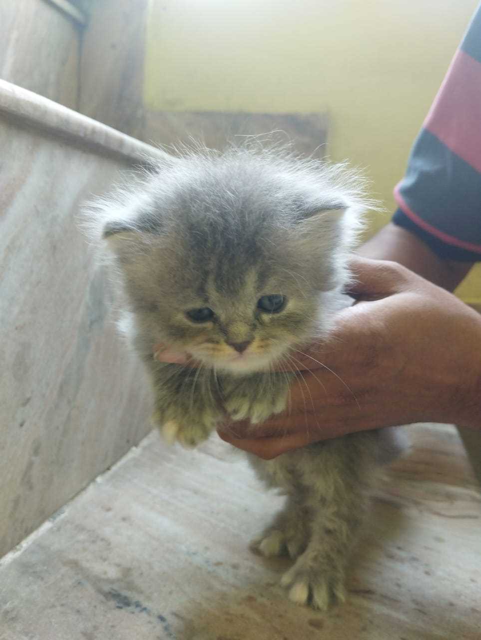 Persian For Sale In Bareilly