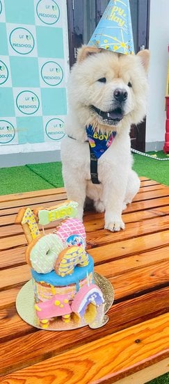 Chow Chow For Adoption In Bhatinda
