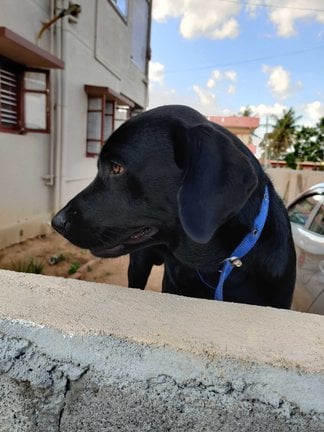 Labrador Retriever Dogs For Mating In Bangalore