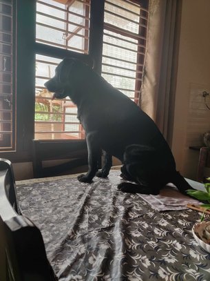 Labrador Retriever Dogs For Mating In Bangalore