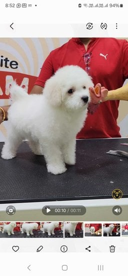 Bichon Frise For Sale In Sholapur