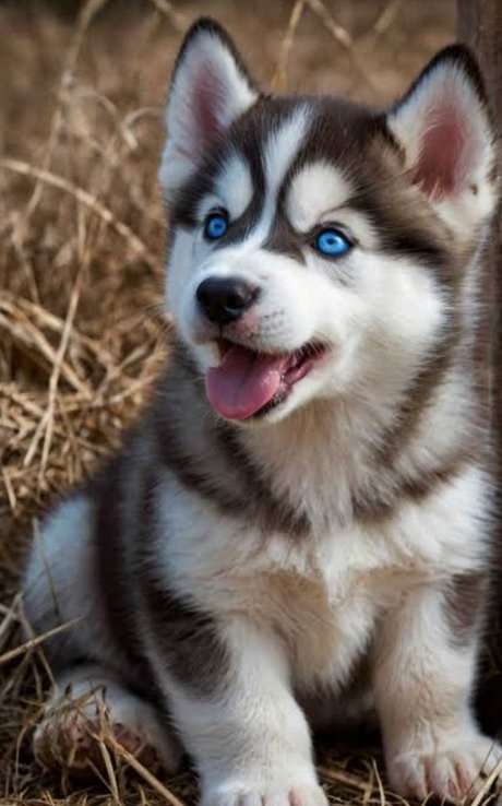 Siberian Husky For Sale In Bhilai Nagar