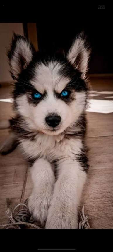 Siberian Husky For Sale In Bhilai Nagar
