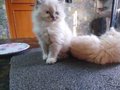 Persian For Sale In Lucknow