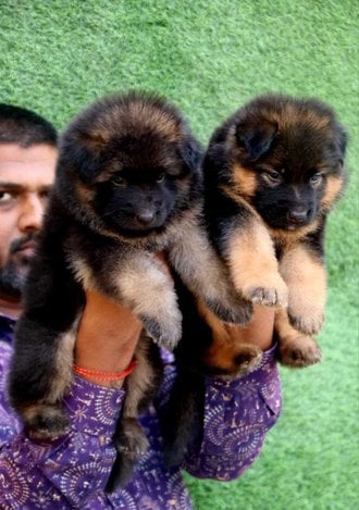 German Shepherd For Sale In Pune