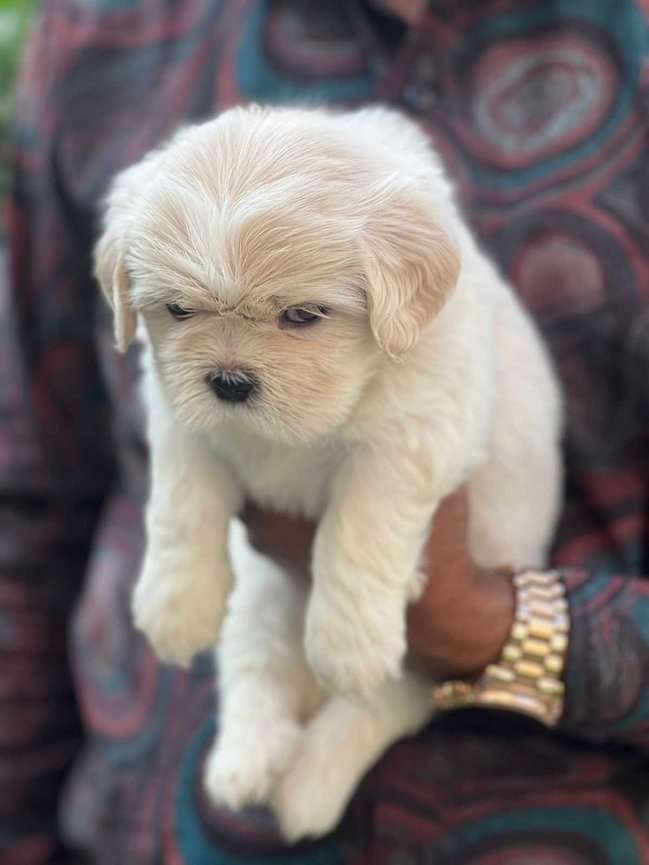 Lhasa Apso For Sale In Pune