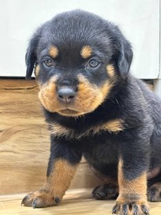 Rottweiler For Sale In Pune