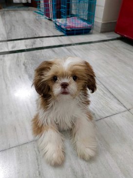 Shih Tzu For Sale In Dehradun
