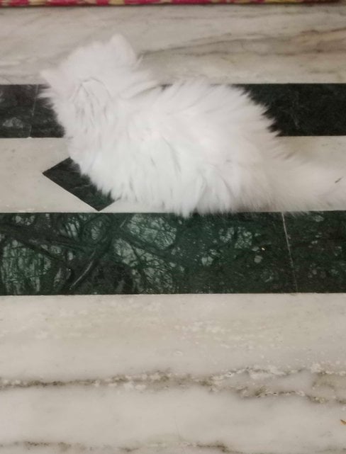 Persian For Sale In Hyderabad