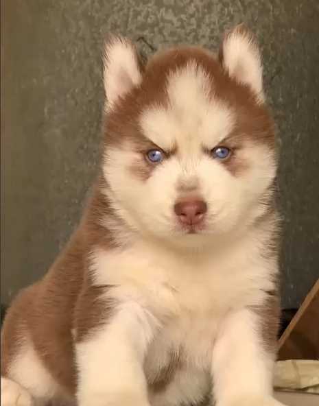 Siberian Husky For Sale In Kaithal