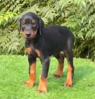 Doberman For Sale In Muktsar