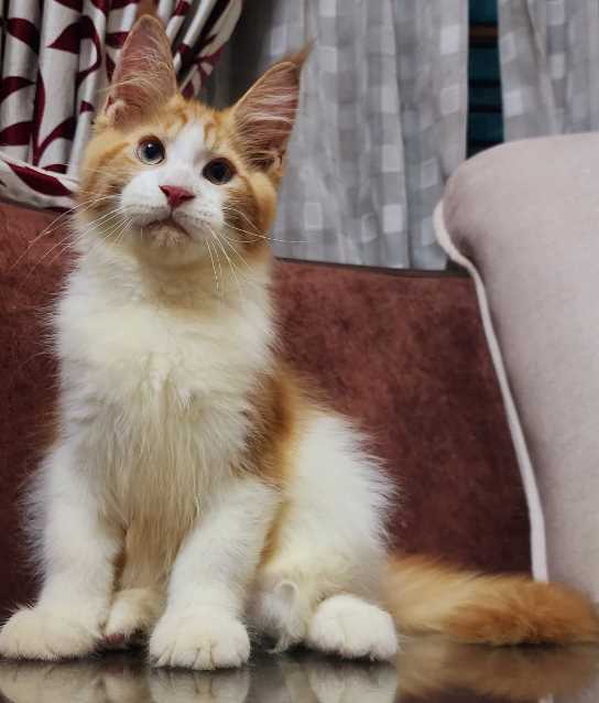 Maine Coon For Sale In Kochi