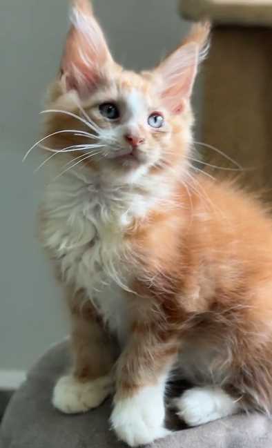 Maine Coon For Sale In Kochi