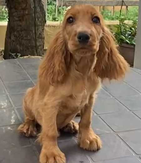 Cocker Spaniel For Sale In Bid