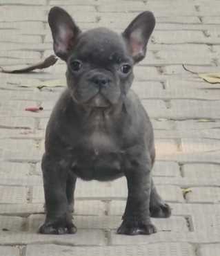 French Bulldog For Sale In Mansa PB