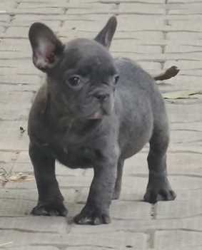 French Bulldog For Sale In Mansa PB
