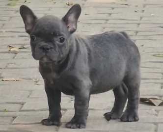 French Bulldog For Sale In Mansa PB