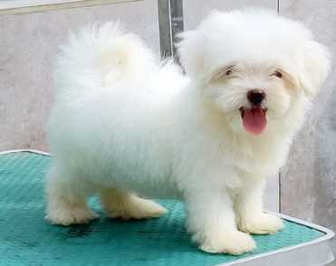 Maltese For Sale In Delhi