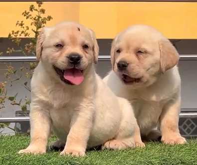Labrador Retriever For Sale In Jaipur