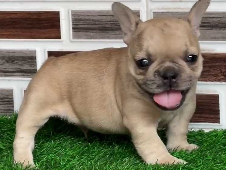 French Bulldog For Sale In Kapurthala