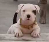 American Bully For Sale In Bareilly