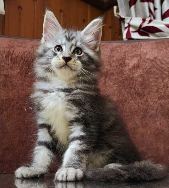 Maine Coon For Sale In Malappuram