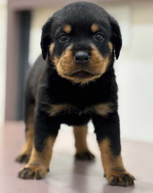 Rottweiler For Sale In Pune