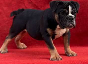 English Bulldog For Sale In Nawanshahr