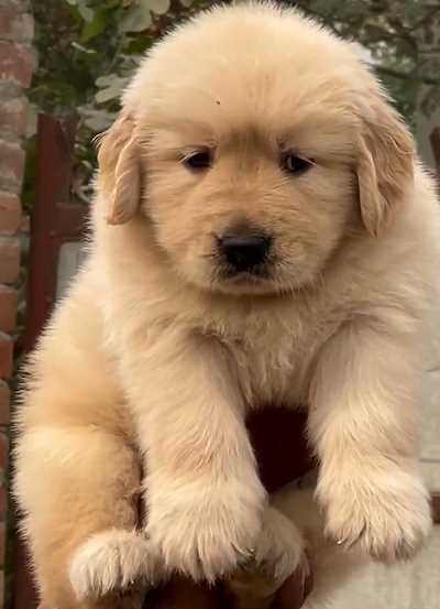 Golden Retriever For Sale In Jaipur