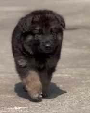 German Shepherd For Sale In Pune